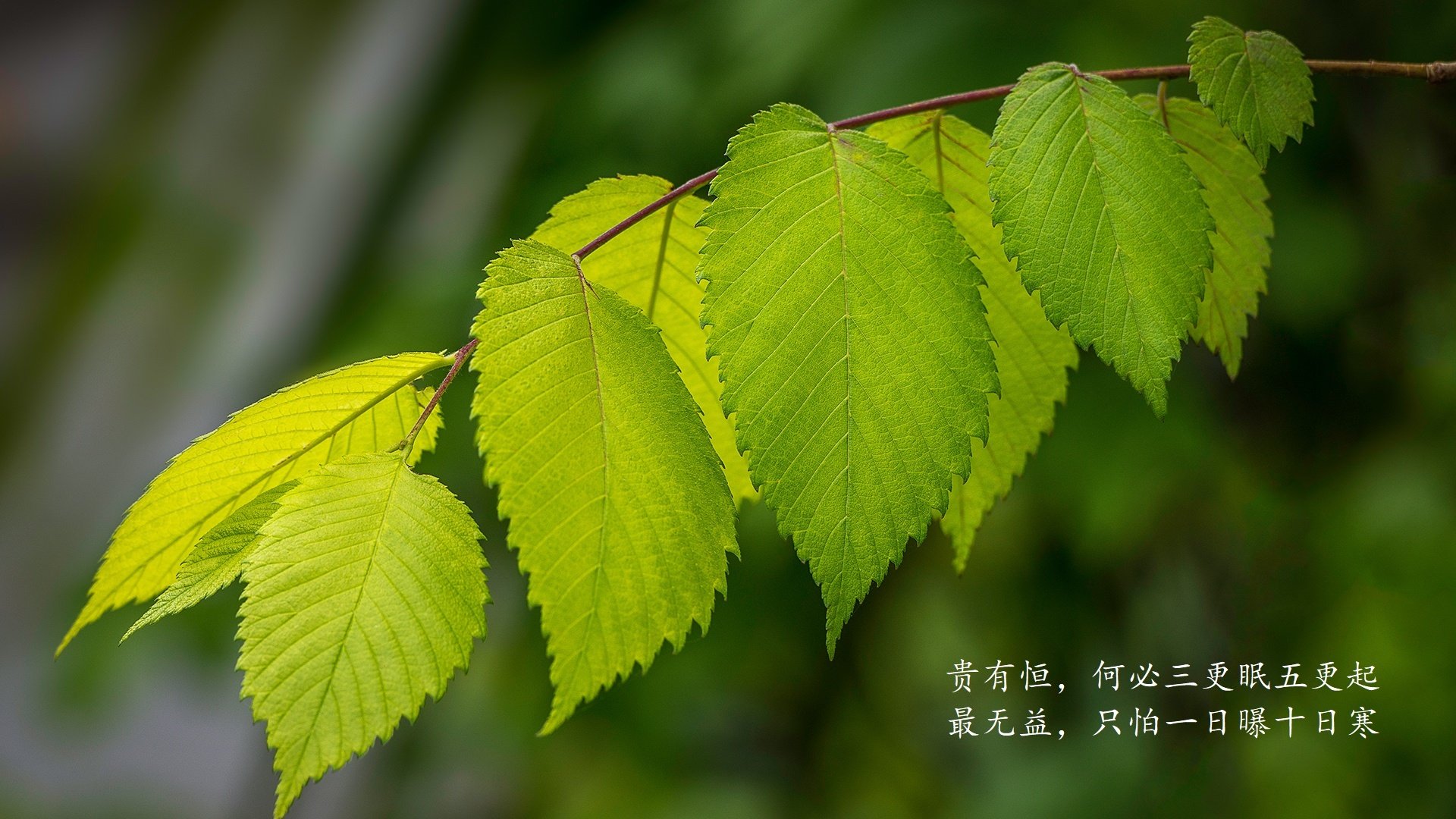 国民队主场战胜对手，国民队对里斯本竞技