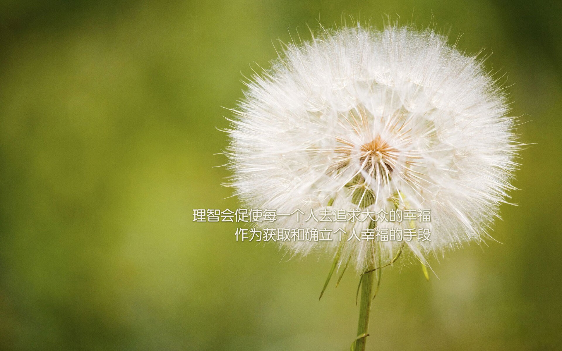 逆转橄榄球队最后一分钟绝杀，橄榄球旋转传球