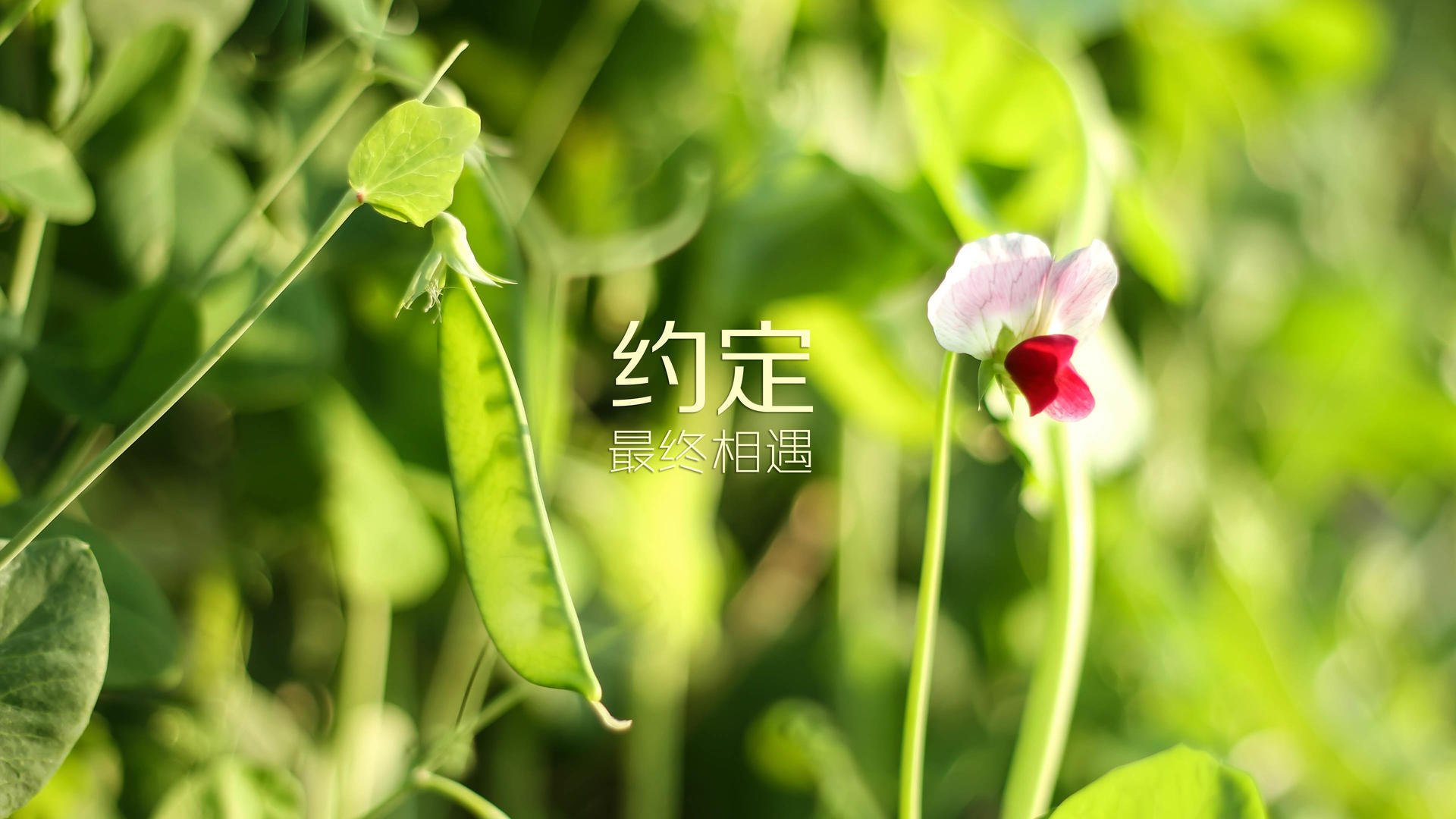 意甲球队心率变异性监测优化训练负荷管理，心率变异hf